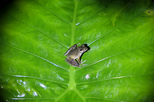 Buergeria choui