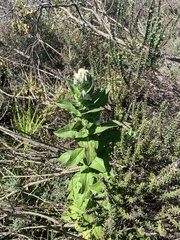 Helichrysum foetidum