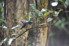 Rhipidura fuliginosa placabilis
