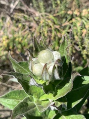 Helichrysum foetidum