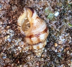 Peristernia chlorostoma