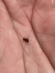 Oropterus coniger