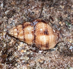 Peristernia chlorostoma