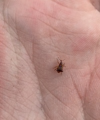 Oropterus coniger
