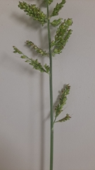 Setaria barbata