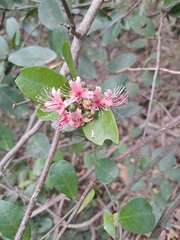 Capparis