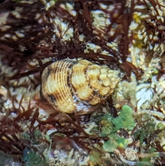 Peristernia chlorostoma