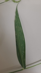 Setaria barbata