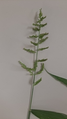 Setaria barbata