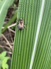 Apis mellifera scutellata