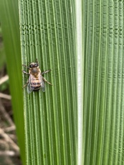 Apis mellifera scutellata