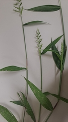 Setaria barbata