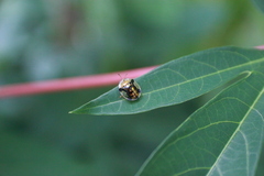 Aspidimorpha quinquefasciata