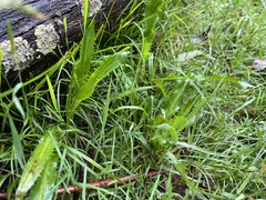 Eryngium vesiculosum
