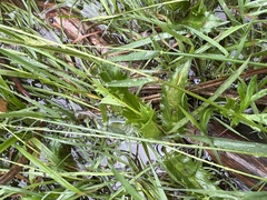 Eryngium vesiculosum