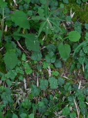 Festuca japonica