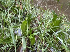 Eryngium vesiculosum