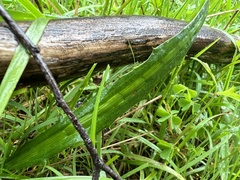 Eryngium vesiculosum