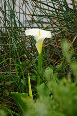 Zantedeschia aethiopica
