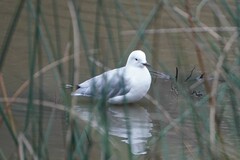 Chroicocephalus novaehollandiae