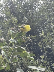 Hibiscus calyphyllus