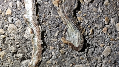 Masticophis mentovarius