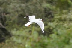 Chroicocephalus novaehollandiae