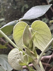 Hibiscus calyphyllus