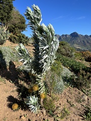 Leucadendron argenteum