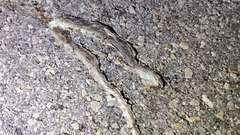 Masticophis mentovarius