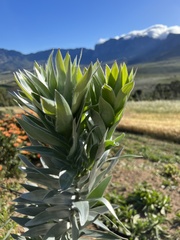 Leucadendron argenteum