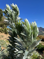 Leucadendron argenteum