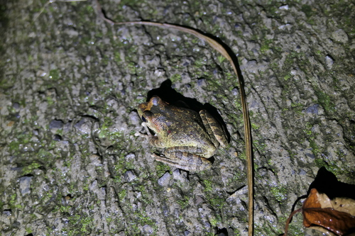 Buergeria robusta