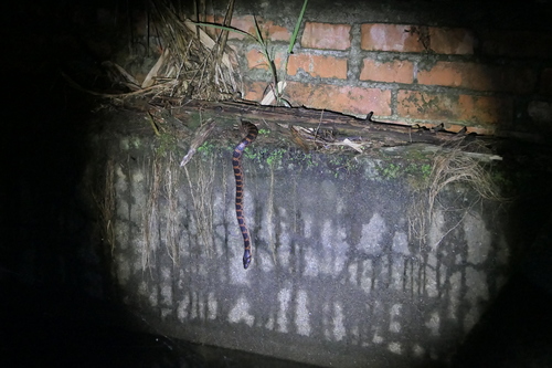 Lycodon rufozonatus