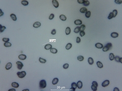 Melanoleuca melaleuca
