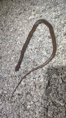 Coniophanes bipunctatus