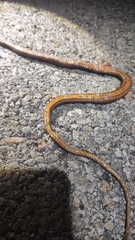 Coniophanes bipunctatus