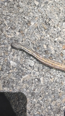 Coniophanes bipunctatus