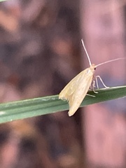 Aeolothapsa