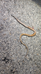 Coniophanes bipunctatus