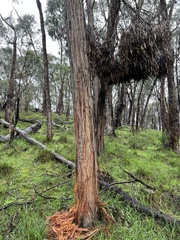 Eucalyptus macrorhyncha