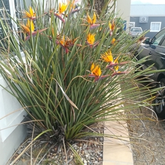 Strelitzia juncea