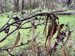 Eucalyptus macrorhyncha