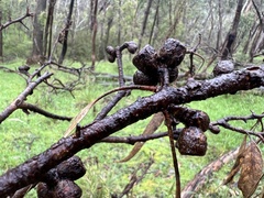 Eucalyptus macrorhyncha