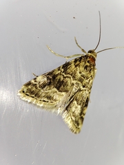 Hellula undalis