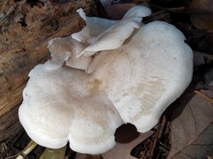 Ossicaulis lignatilis
