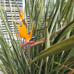Strelitzia juncea