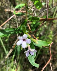 Billardiera cymosa
