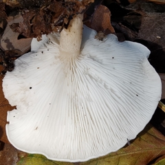 Ossicaulis lignatilis