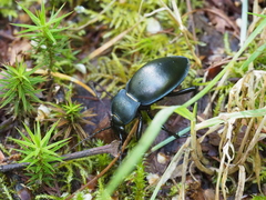 Carabus glabratus